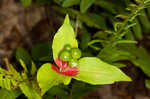 Indian cucumber